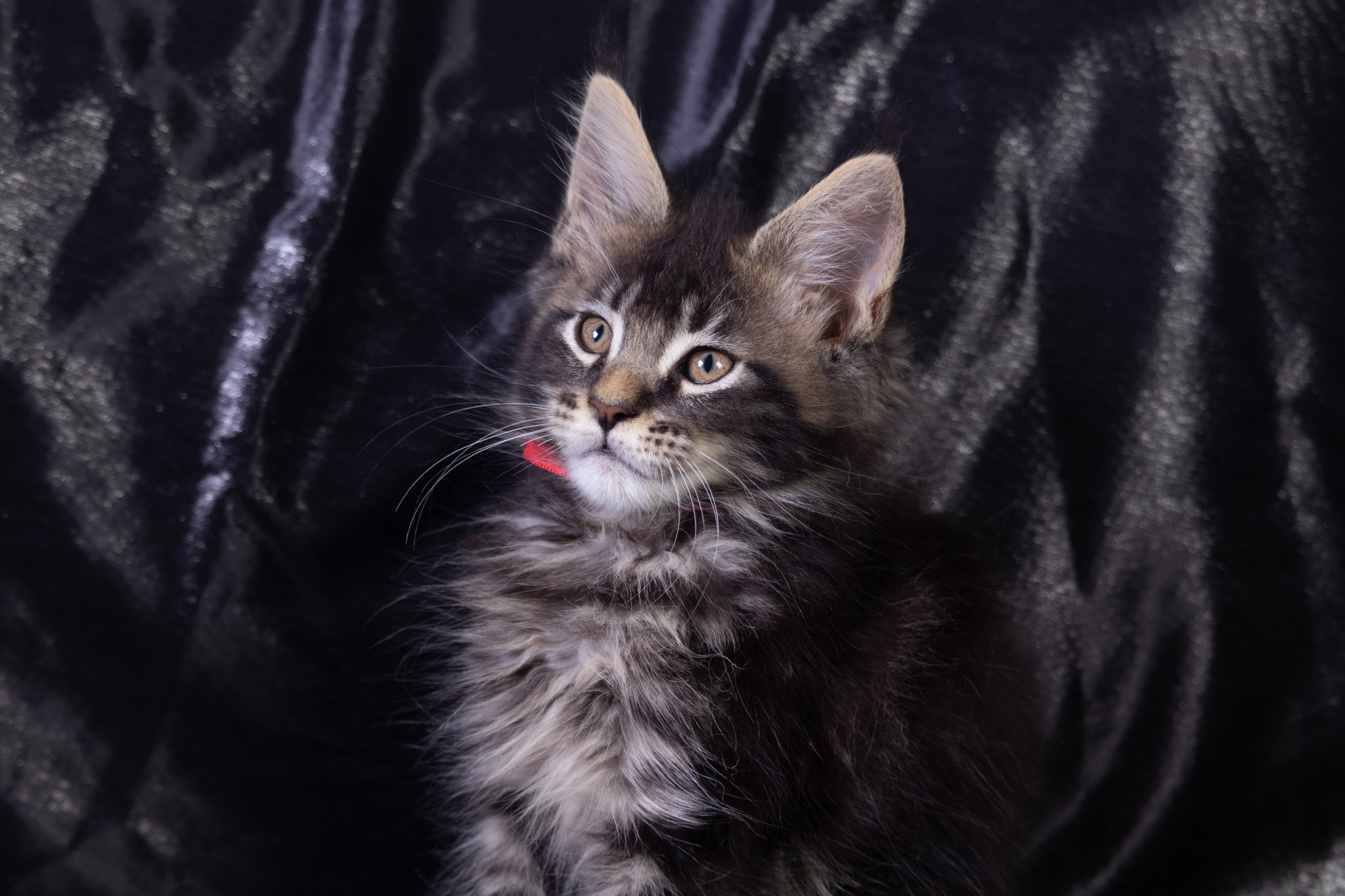 Filhote maine coon